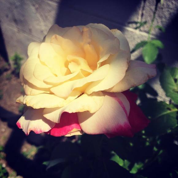 Meet your Posher, Diana - Picture 1 of 1